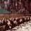 Signing of the treaties establishing the European Economic Community A board room with suited men seated at a table